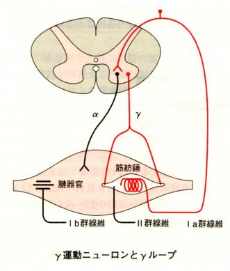 □ ヒーリングテープ協会 □ （ 柔道整復 ・ 鍼灸 ） ◇ A I 療法