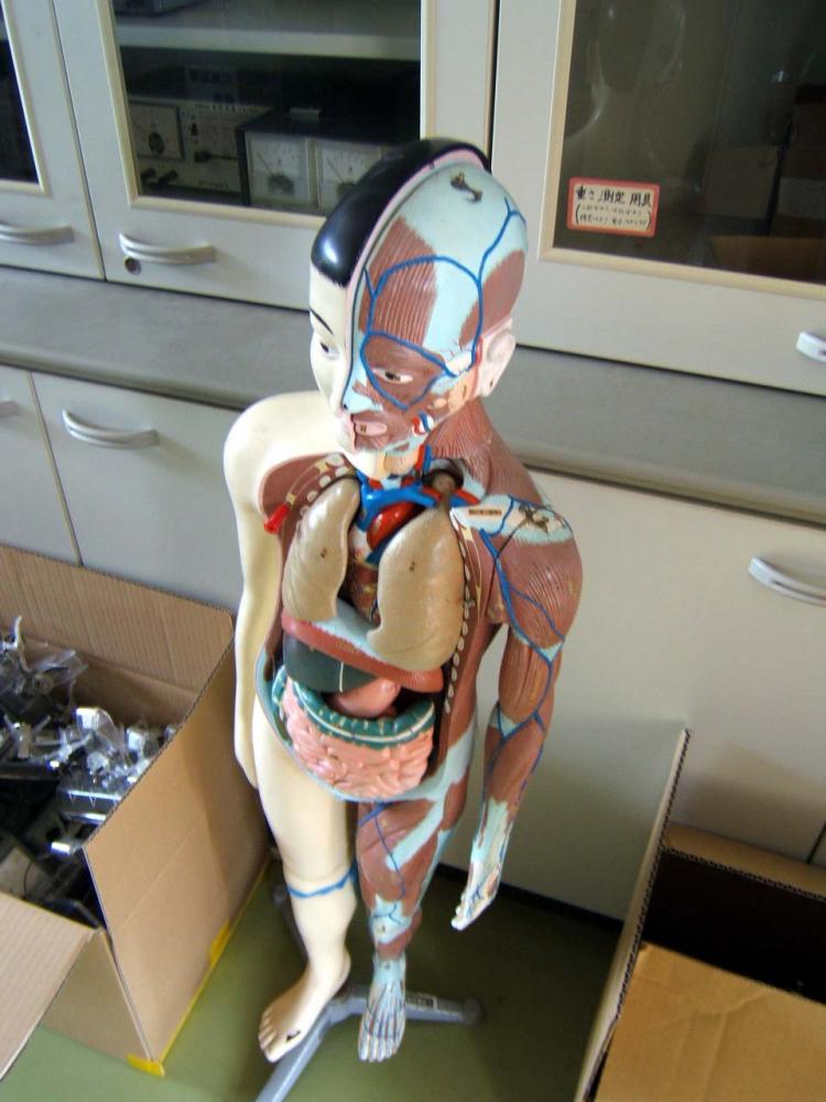 理科室の人体模型